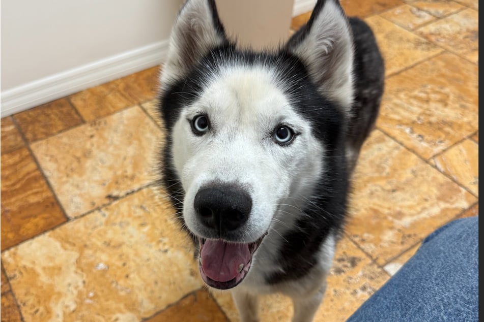 Luca the dog is now on the road to recovery.