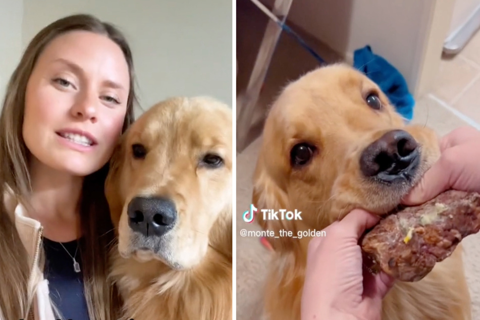 Golden retriever's steak stealing antics has TikTok in stitches