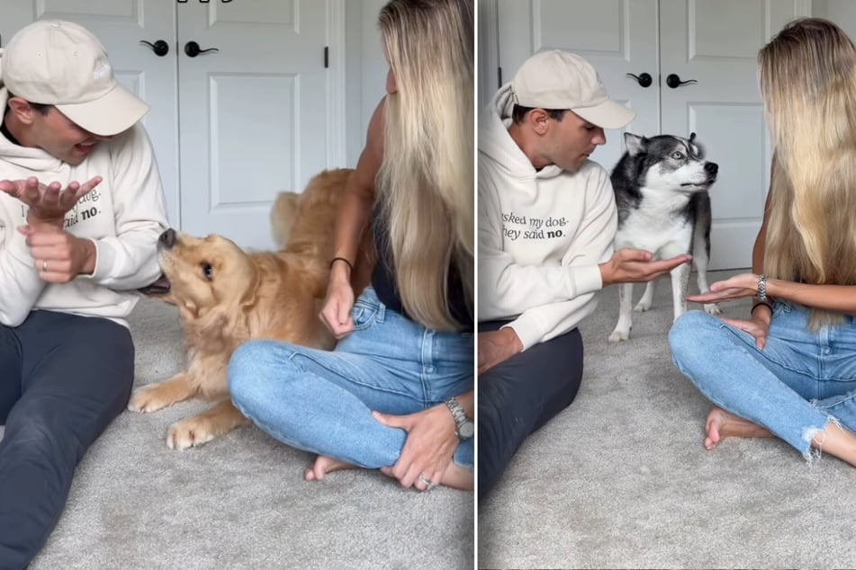 Golden Retriever Maverick prefers biting his owner, Corey Moriarty, over giving him a paw. Husky Blue, meanwhile, can't take the game seriously.