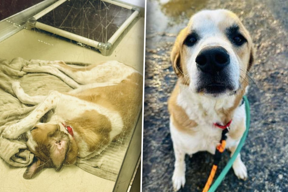 Traumatized rescue dog's coping mechanism breaks shelter workers' hearts