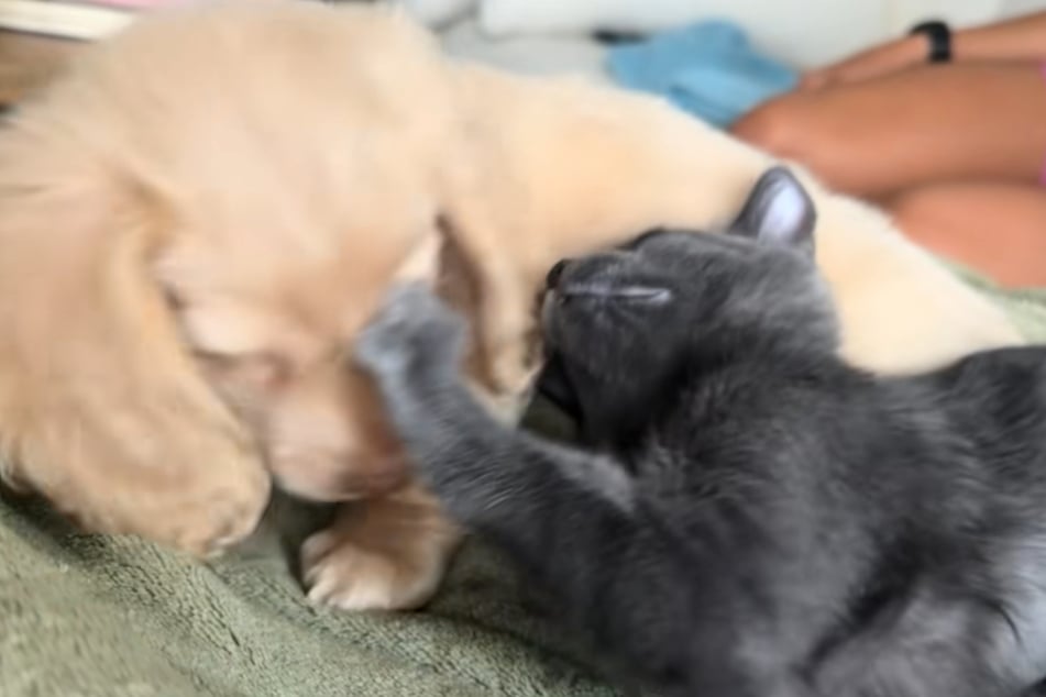 The animal duo loves to play together, even though it can get a little rough!