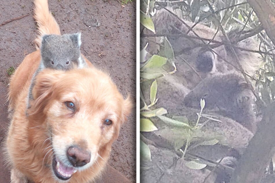 The baby koala eventually reunited with its mother after taking a ride on the Golden Retriever.
