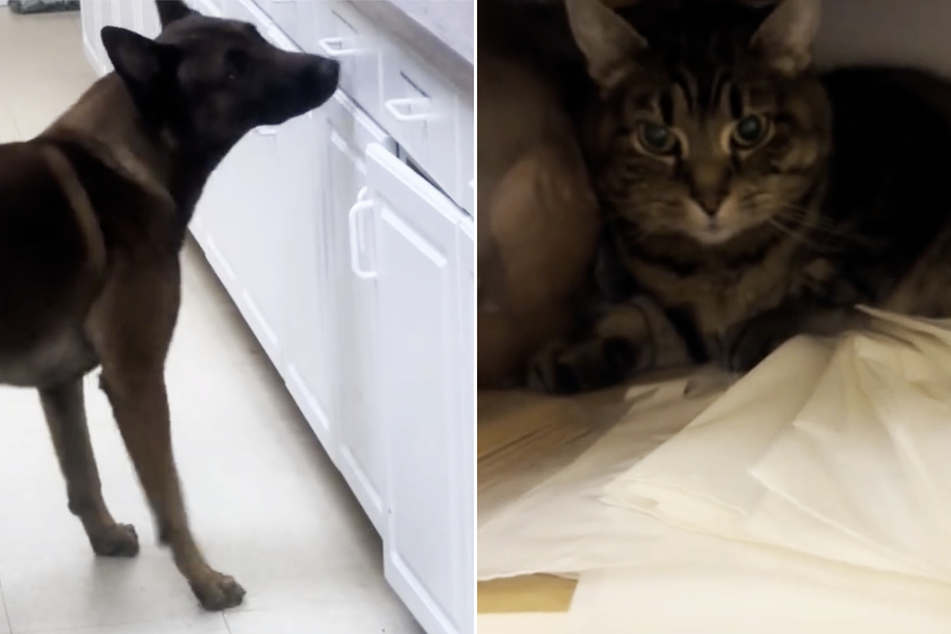 Thanks to the five-year-old dog, Turbo's game of hide-and-seek has finally come to an end!
