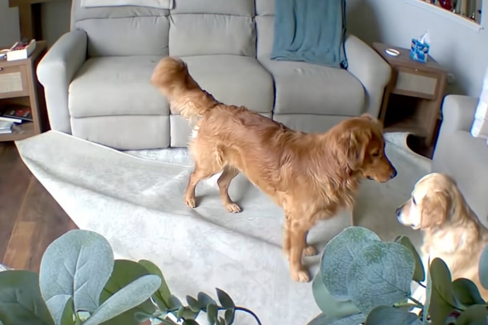 Dog has hilariously shady reaction to her brother's accidental home renovations: "I'm not helping!"