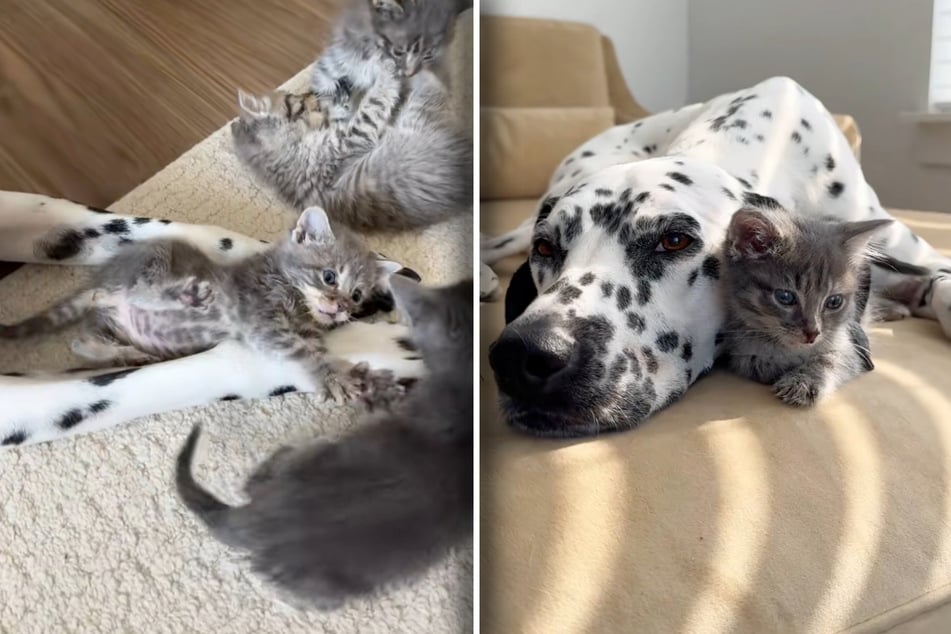 River the dog takes care of all the kittens.