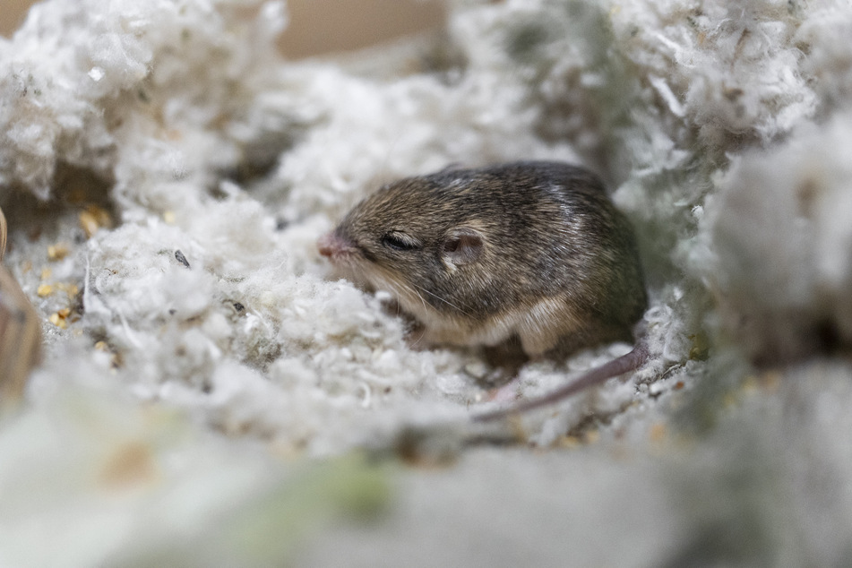 Pat, a Pacific pocket mouse, is the "Oldest Living Mouse in Human Care" and has the Guinness World Record to prove it.