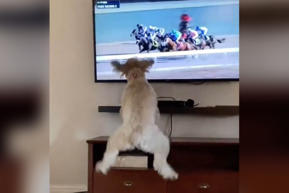 Bella's clearly has a favorite sport.