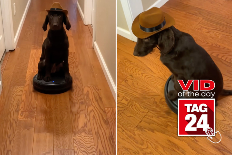 Viral Video of the Day for December 27, 2025: Dogs crack up viewers with perfect dab and Roomba cowboy ride