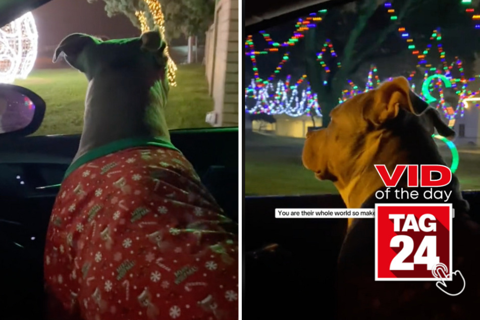 Viral Video of the Day for December 9, 2023: Dashing pitbull takes in festive Christmas sights!
