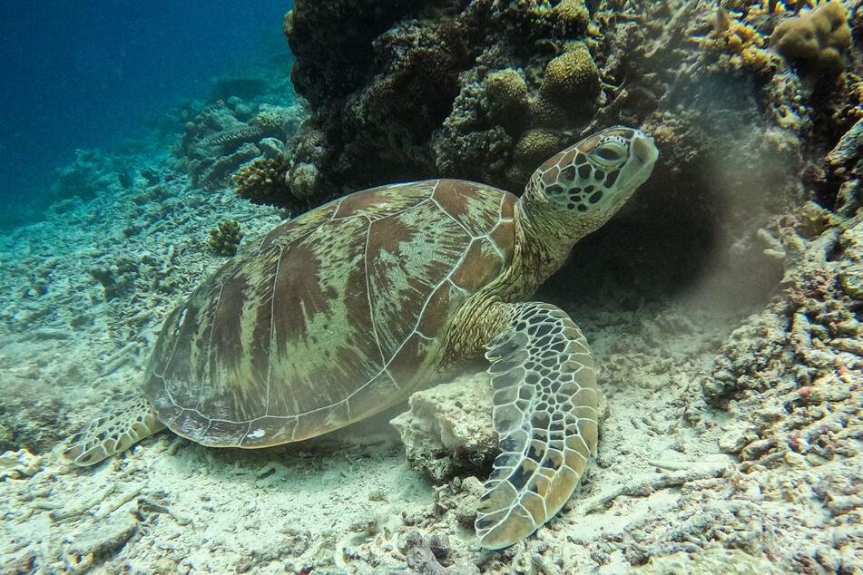 This underwater photo taken on September 25 shows an adult endangered green sea turtle resting on the sandy seabed next to a coral reef formation off the coast of Mataking Island.