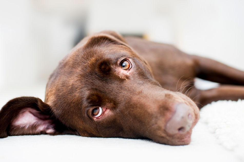 If the dog wants to move as little as possible, this may indicate sore muscles.
