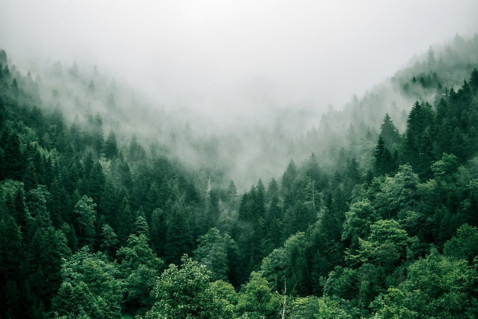 The European Union has recently started partly claiming the work of its forests as an offset against emissions, said Glen Peters, research director at the Center for International Climate Research in Oslo.