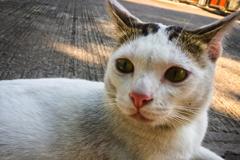 Missing cat found after twelve years to owner's amazement: "It didn't feel real"