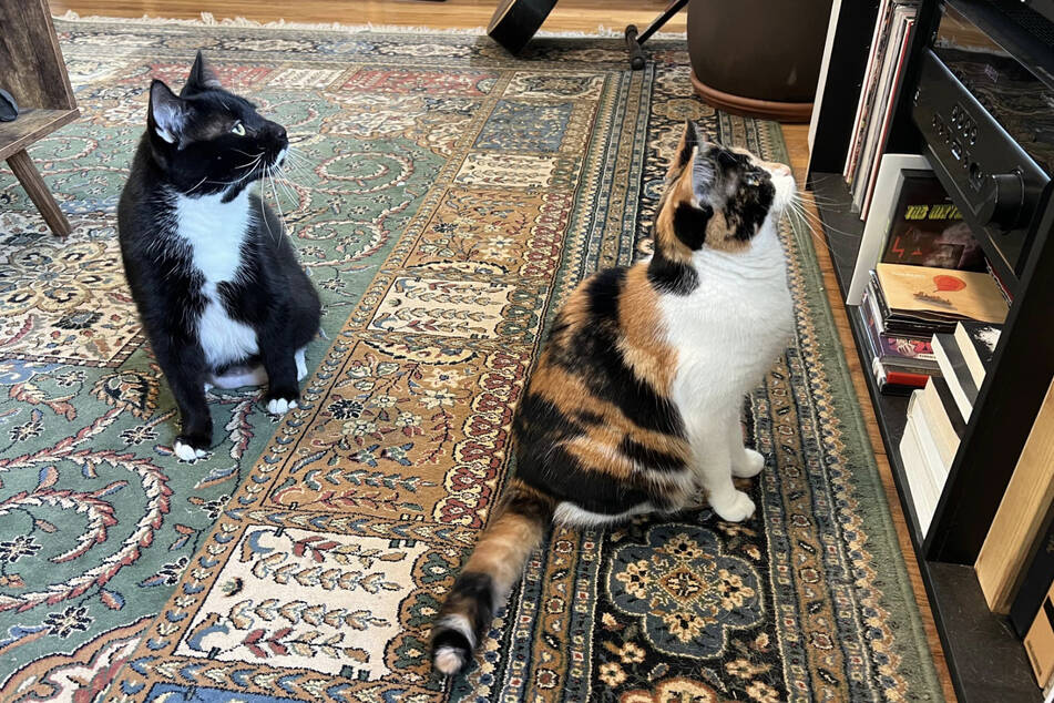 As of a March 31 update, cats Theodore and Juniper have officially been adopted!