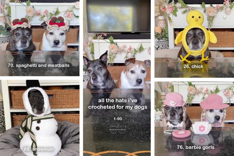 Expertly woven crochet headpieces have transformed these patient dogs into everything from snowmen to plates of spaghetti and meatballs.