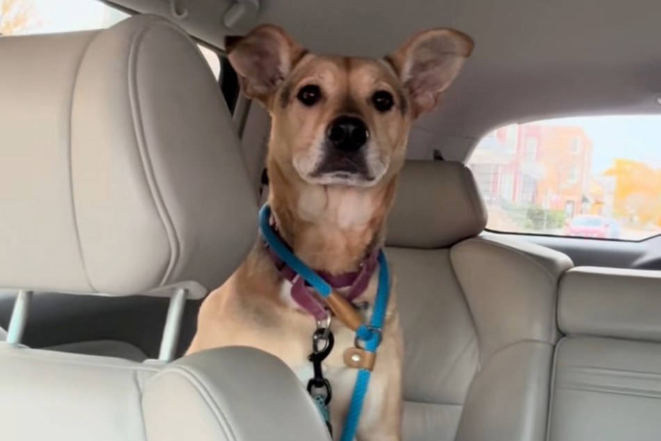 Cosmo couldn't hide his disappointment at returning to the shelter.