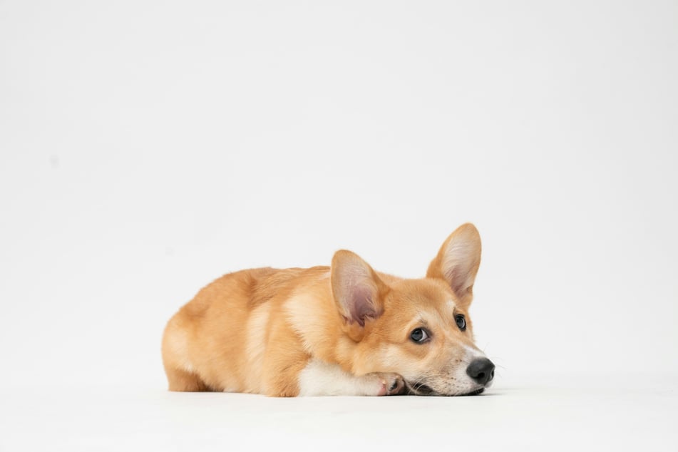 Corgis suffer due to their overly short legs.