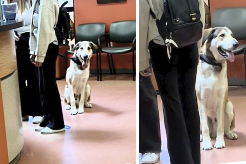 This dog's adoption failed for a heartbreaking reason: the family decided the pup was "too big!"