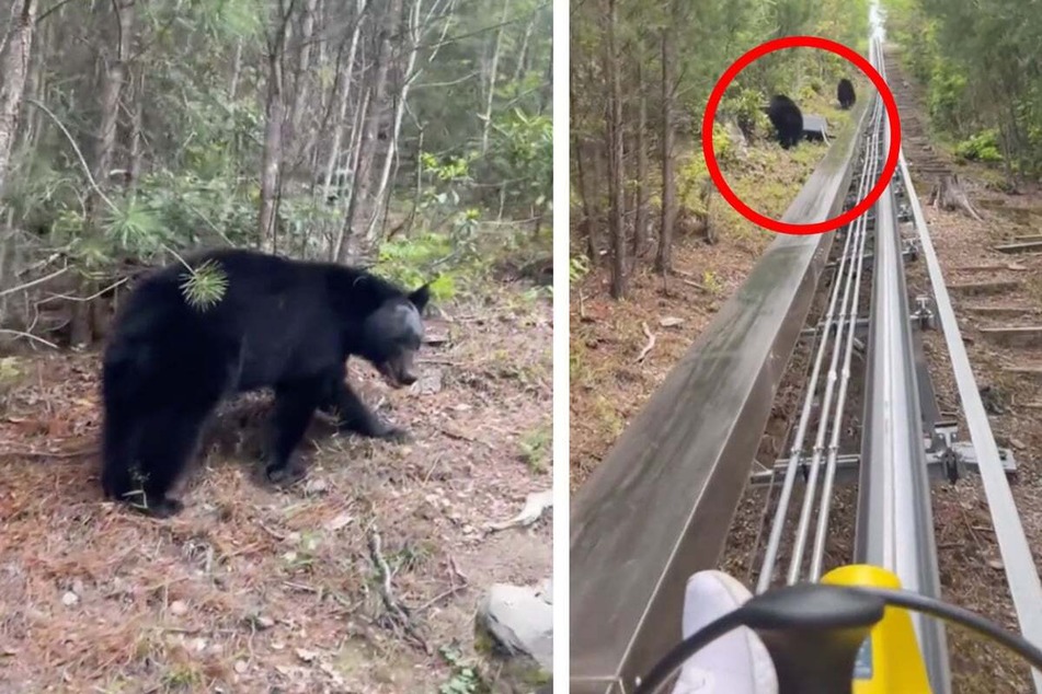 Woman films nail-biting wild animal encounter while on vacation toboggan run