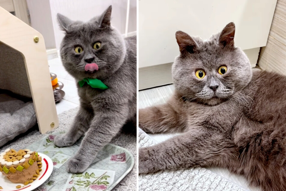 Cat's cartoonish looks amaze the internet