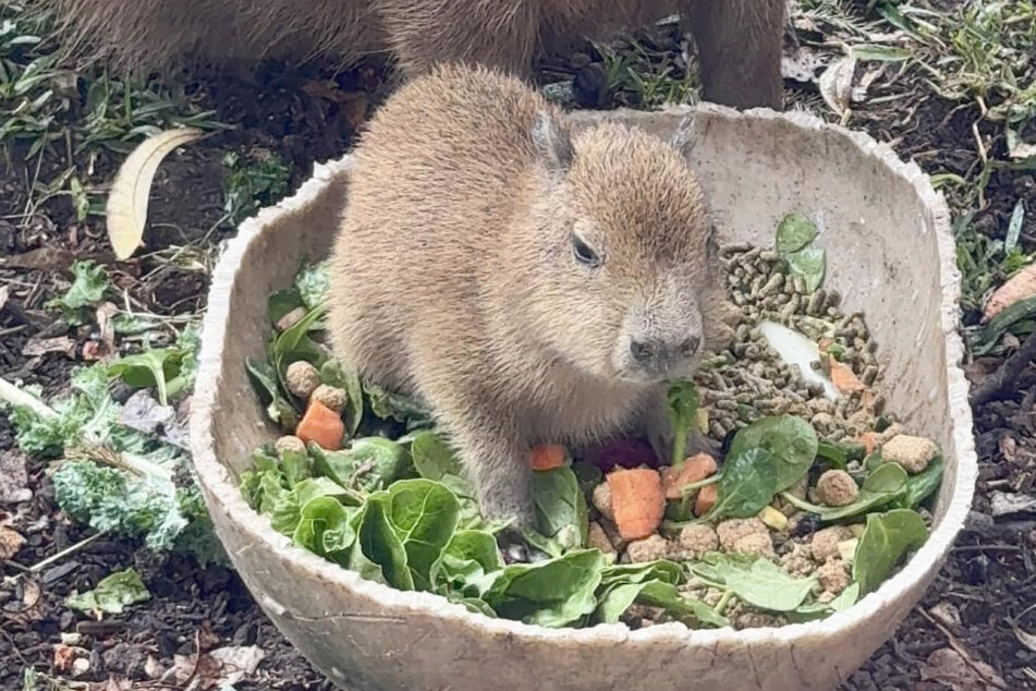 According to the San Antonio Zoo, Tupi arrived on December 3 and is the first Capybara to be born at the facility since 2000.