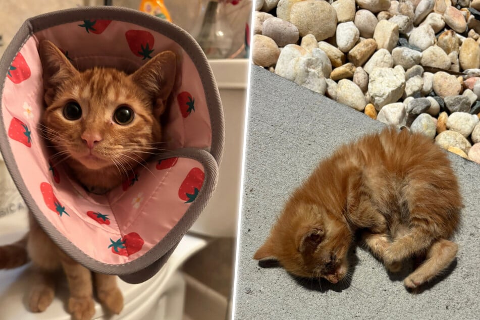 Cruel man throws sick newborn kitten in a gutter to die – are rescuers already too late?