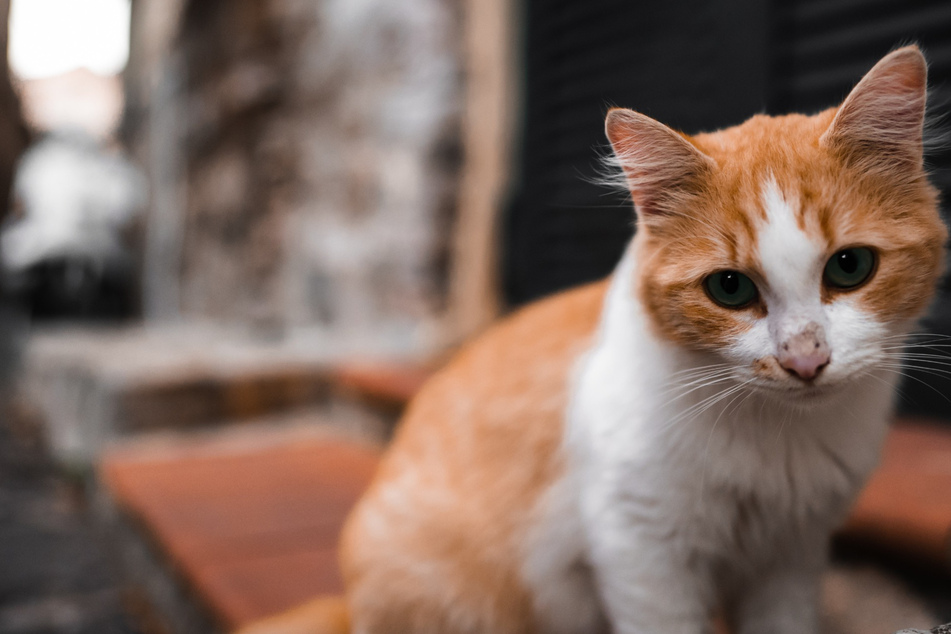 Cat in Oregon infects owner with bubonic plague