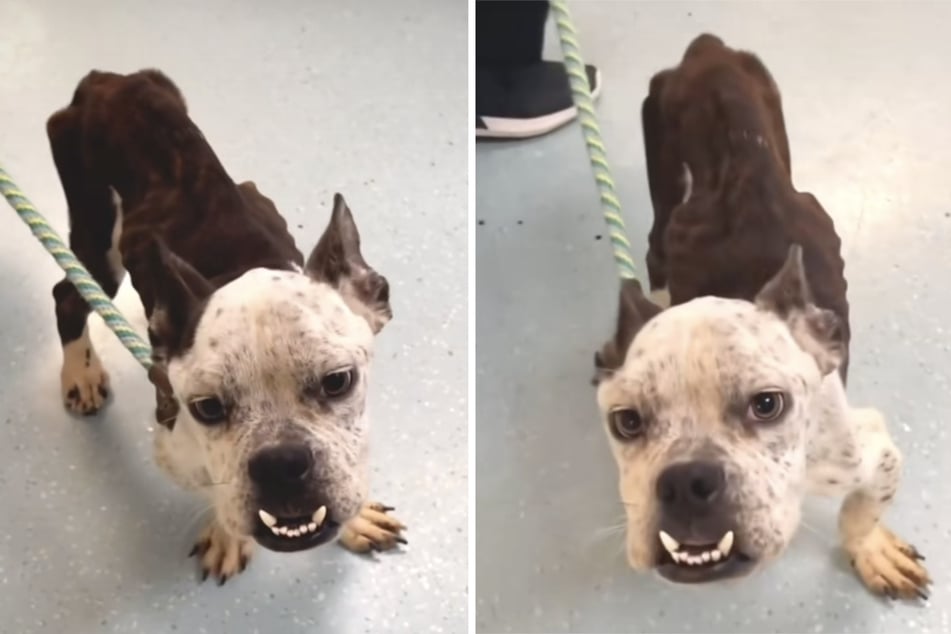 Abuse has aged this young dog beyond its years. Grommet is just one year old, but looks like an old man.