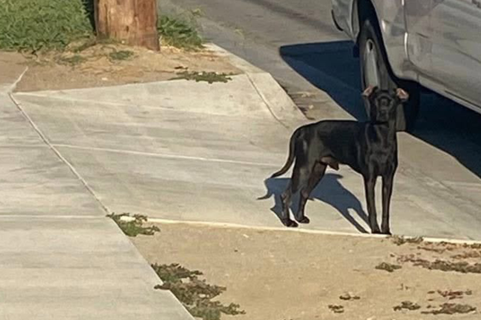 Lonely dog poses a big challenge to rescuer – until two young heroes save the day!
