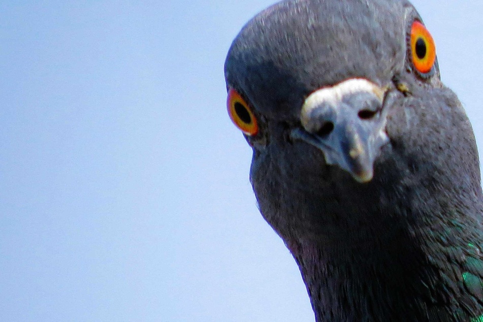 Pigeons and humans have been in a 3,500-year situationship – new research shows messy receipts