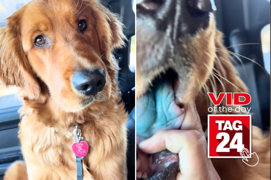 Viral Video of the Day for October 27, 2024: Dog gets into blue slushy: "Let me see your tongue"