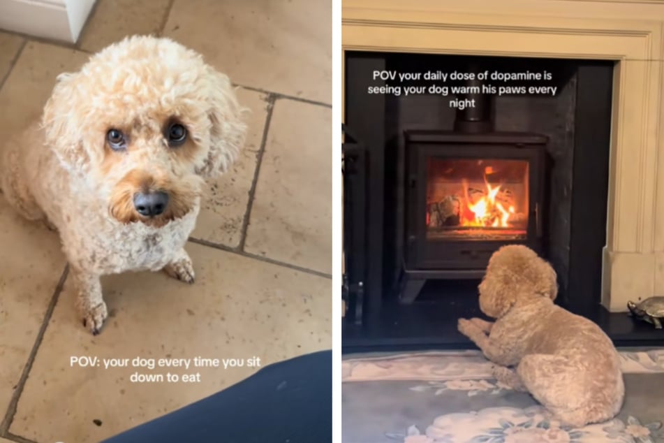 Dog warms his little paws in front of the fireplace in adorable nightly ritual