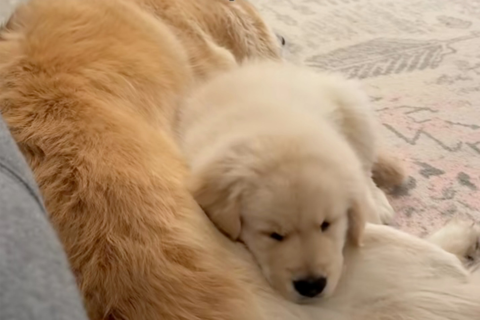Best friends from day one! The Golden Retrievers Hugo and Maui only needed a brief introduction to find each other.