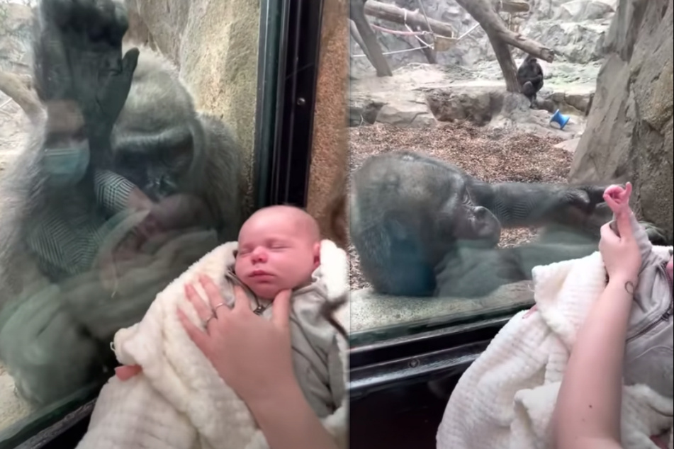Baby bonding: new mom shares incredibly touching moment with gorilla at Boston zoo