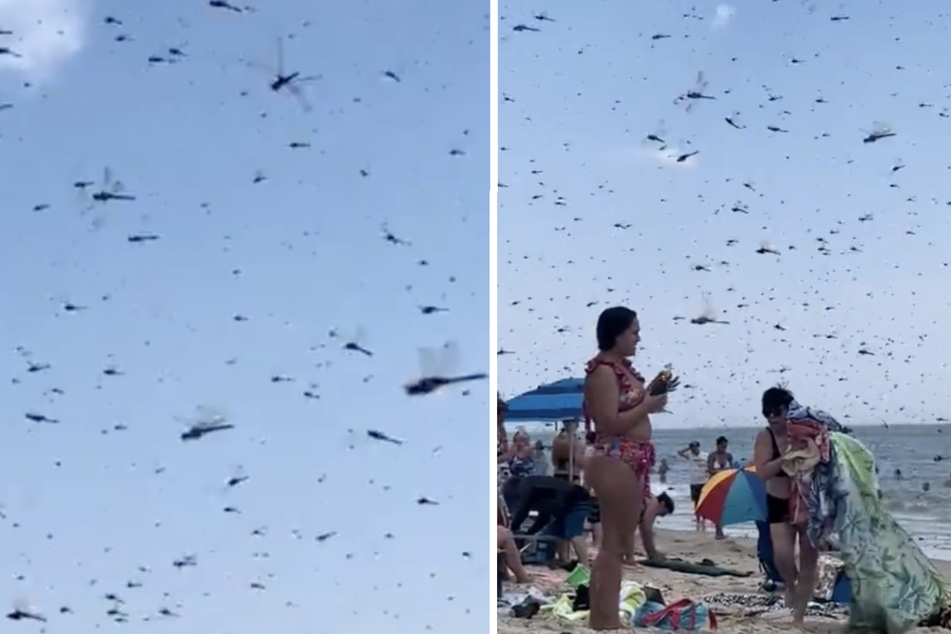 Dragonfly invasion descends on horrified beachgoers in shocking video!