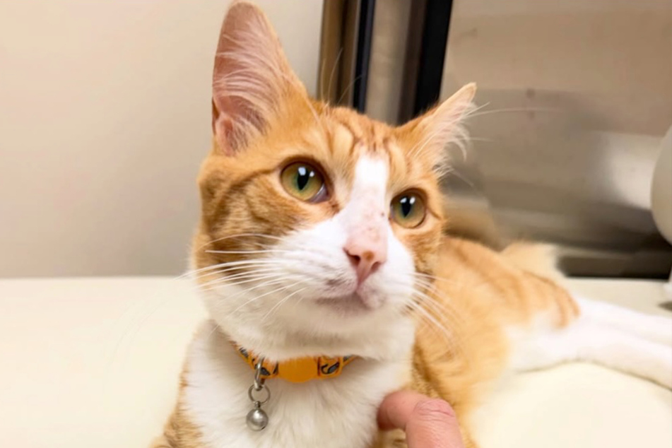 Bingley the cat is now a permanent member of this family.
