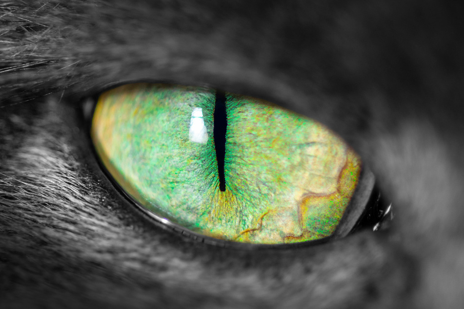 Cats see in a totally different set of colors than humans do.