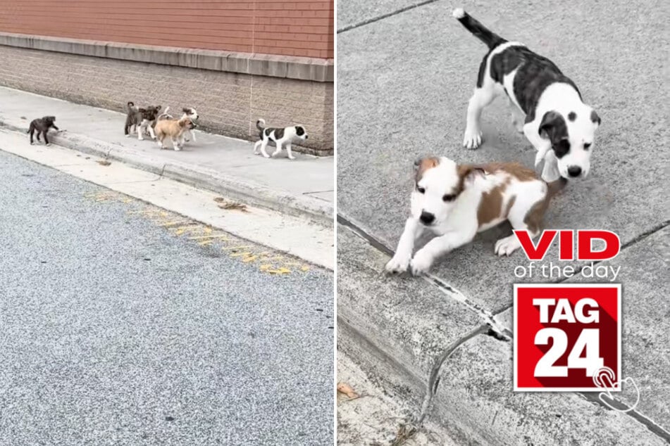 Viral Video of the Day for August 21, 2025: Woman stumbles upon adorable litter of abandoned puppies!