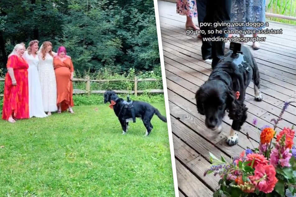Bobby made his owner's special day even more special.