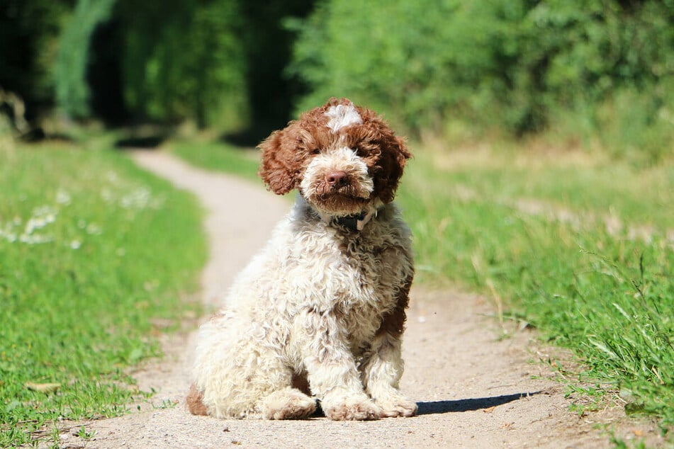 There are many different water dogs, and they are all some of the curliest out there.