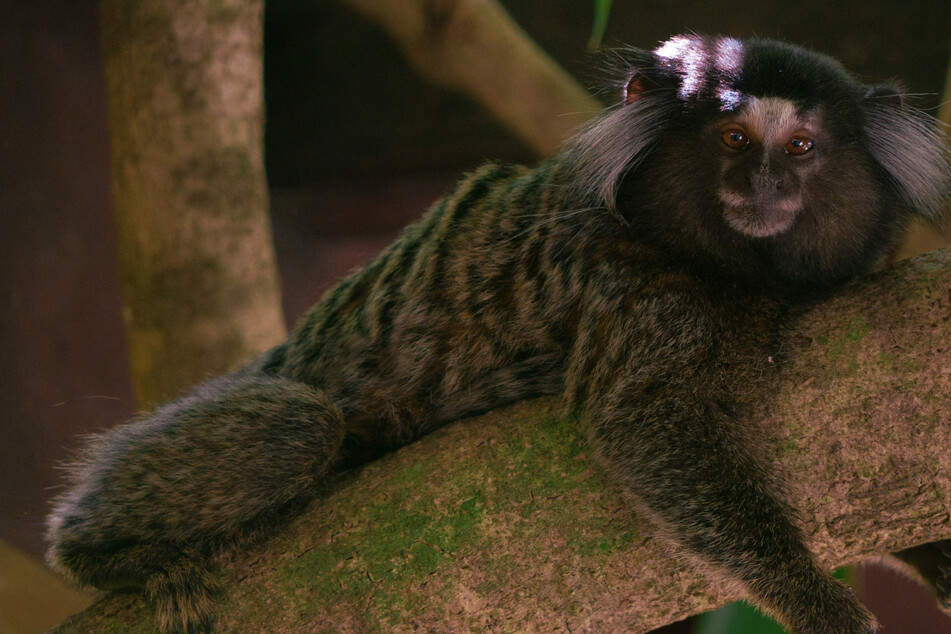 Monkey monikers: Like humans, marmosets give each other names