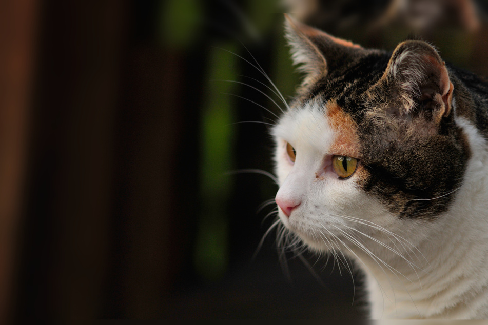 It's not clear how Molly survived for so long without food and water (stock image).