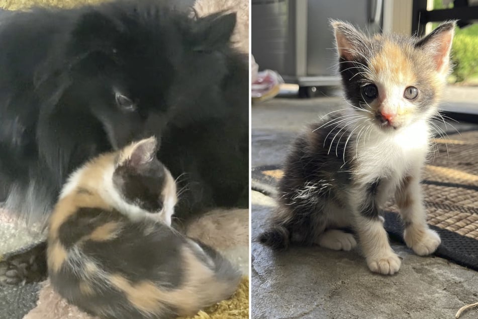 When a family from the took in an orphaned cat, they were concerned about their dog's reaction to the new roommate.
