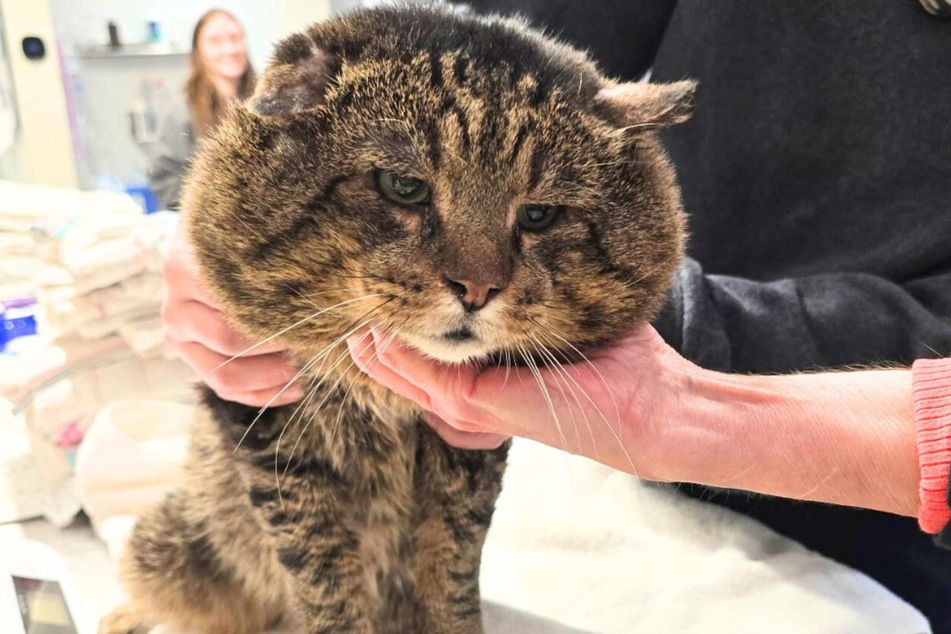 Katpone the cat came to the shelter with very chubby cheeks.