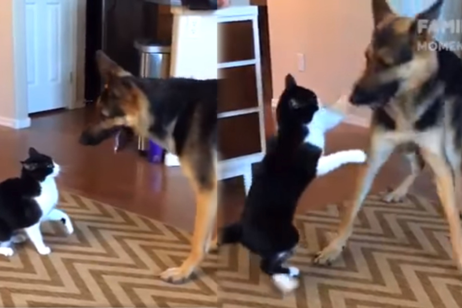 Play fighting between a cat and a dog turns into an adorable viral moment