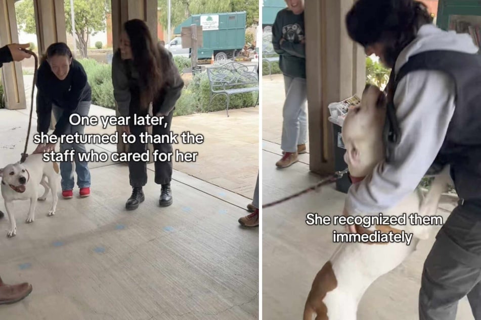 One year after a happy ending adoption, Maya the Pit Bull dog returned to the place where her new life once began: the animal shelter.