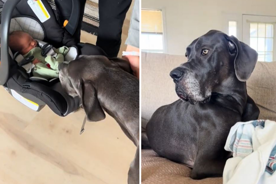 Great Dane meets baby for the first time in heartmelting video