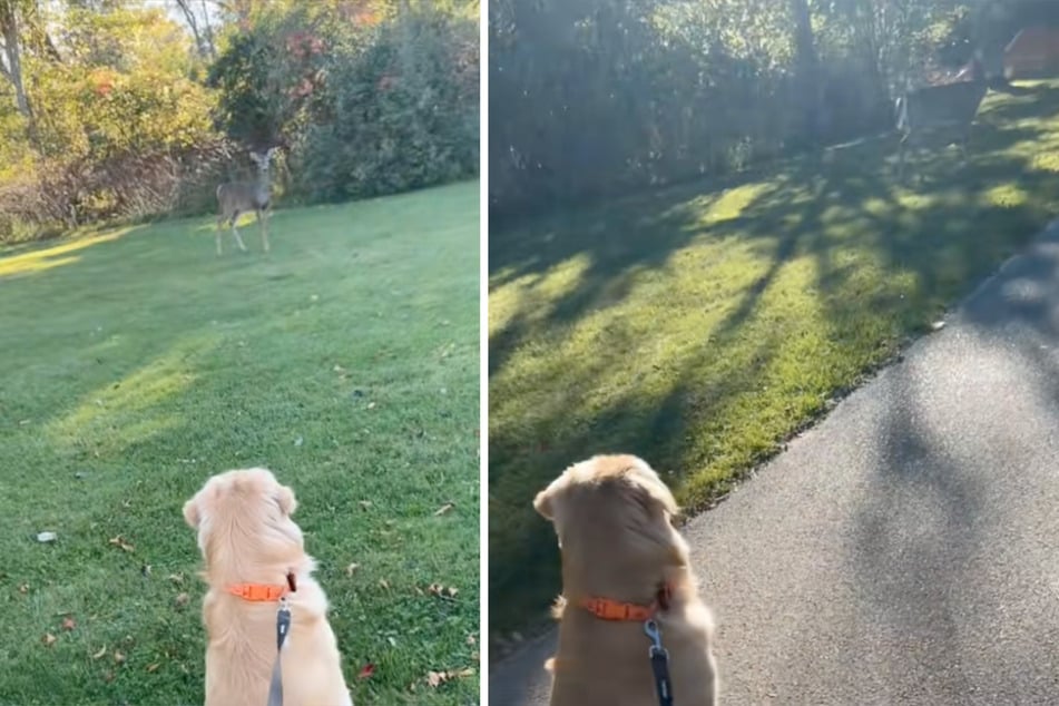 The Golden Retriever loves to watch deer on his walks.