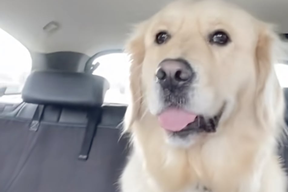 Dog's candid pictures from daycare have her owner crying with laughter