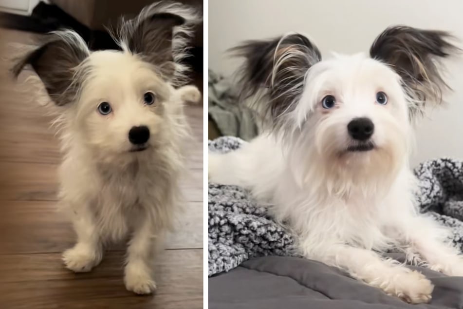 "Sage" the dig already stood out as a puppy because of her large, black ears.